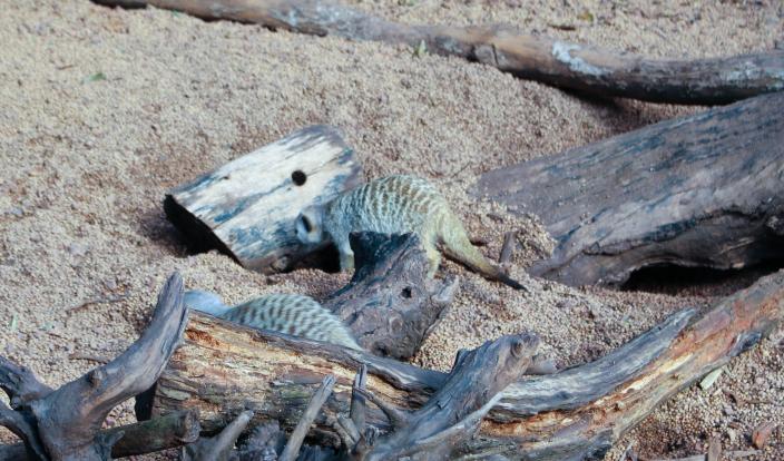 A meerkat searching for food
